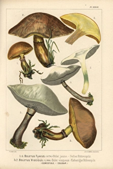 Grevilles bolete, Suillus grevillei, and Sticky Grevilles bolete, Suillus grevillei, and Sticky