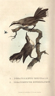 Grey-crowned babbler and White-browed babbler Grey-crowned babbler and White-browed babbler