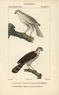 Grey goshawk, Accipiter novaehollandiae Grey goshawk, Accipiter novaehollandiae