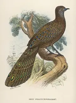 Prints of GREY PEACOCK-PHEASANT polyplectron chinquis Peacock Prints: Grey Peacock-Pheasant Print, Polyplectron chinquis