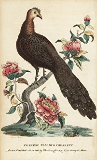 Grey peacock-pheasant, Polyplectron bicalcaratum Grey peacock-pheasant, Polyplectron bicalcaratum