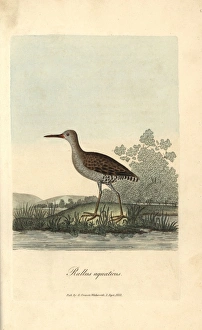 Grey or winter wagtail, Motacilla cinerea Grey or winter wagtail, Motacilla cinerea
