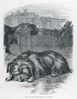 Prints of Greyfriars Bobby lying near the grave of his master, John Gray Related Prints: Greyfriars Bobby Print - A Loyal Dog at His Master's Grave