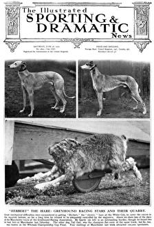 Greyhound racing - Cover of Sporting & Dramatic News Greyhound racing - Cover of Sporting & Dramatic News