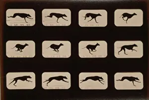 Greyhound in Motion Print, c1881