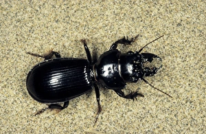 Ground Beetle - sand dunes of Central Karakum desert Ground Beetle - sand dunes of Central Karakum desert