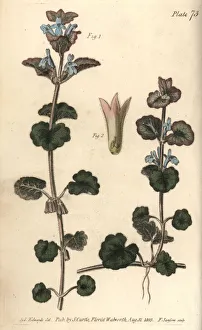 Ground ivy, Glechoma hederacea, Gymnospermia Ground ivy, Glechoma hederacea, Gymnospermia