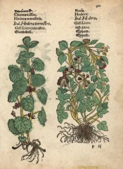 Ground ivy, Glechoma hederacea, and ivy, Hedera helix Ground ivy, Glechoma hederacea, and ivy, Hedera helix