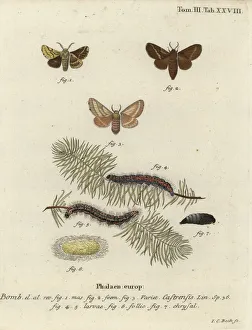 Ground lackey moth, Malacosoma castrense Ground lackey moth, Malacosoma castrense