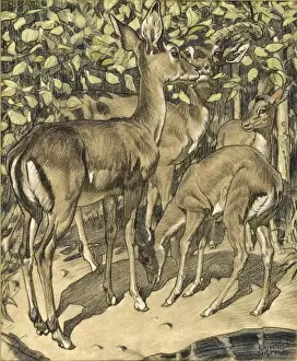Print of Deer Amidst Foliage by Raymond Sheppard