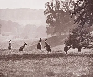 Group of Kangaroos by Gambier Bolton Group of Kangaroos by Gambier Bolton