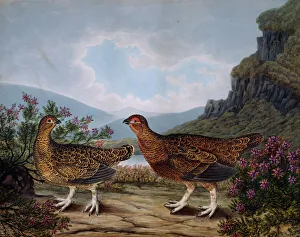 Grouse, male and female Red Grouse Lagopus lagopus Grouse, male and female Red Grouse Lagopus lagopus