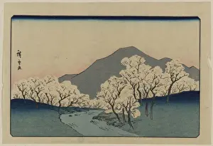 Japanese Cherry Trees Prints: A Grove of Cherry Trees