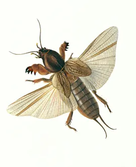 Gryllotalpa gryllotalpa, mole cricket Gryllotalpa gryllotalpa, mole cricket