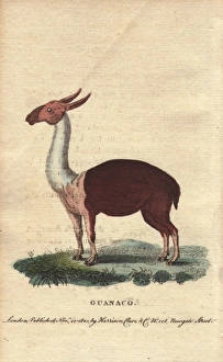 Guanaco, a species of camel native to the New Guanaco, a species of camel native to the New