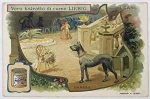 Great Dane Guarding a Garden Print