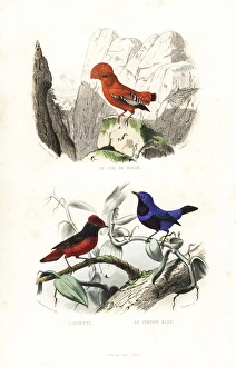 Guianan cock-of-the-rock and banded cotinga Guianan cock-of-the-rock and banded cotinga