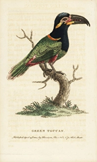 Guianan Toucanet Guianan Toucanet