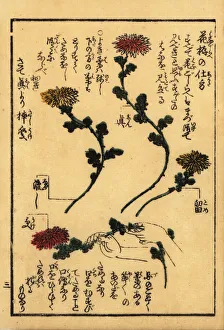 Guide to preparing flowers for Japanese flower arranging Guide to preparing flowers for Japanese flower arranging