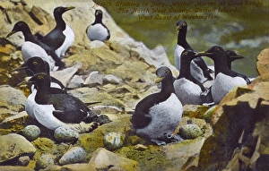 Guillemots - Carroll Island - Washington State Guillemots - Carroll Island - Washington State