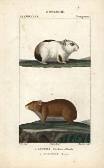 Guinea pig, Cavia porcellus, and rock cavy Guinea pig, Cavia porcellus, and rock cavy