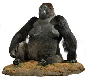 Guy (1946-1978), a western lowland gorilla Guy (1946-1978), a western lowland gorilla