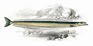 Gymnammodytes cicerelus, or Mediterranean Sand Eel Gymnammodytes cicerelus, or Mediterranean Sand Eel