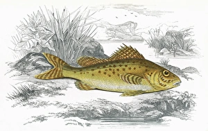 Gymnocephalus cernua, or Eurasian Ruffe Gymnocephalus cernua, or Eurasian Ruffe