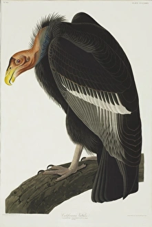 Gymnogyps californianus, Californian condor Gymnogyps californianus, Californian condor