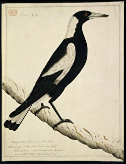 Gymnorhina tibicen, Australian magpie Gymnorhina tibicen, Australian magpie