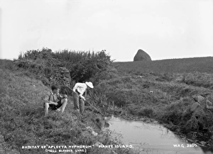 Habitat of Aplecta Hypnorum (Moss Bladder Snail), Mahee Is Habitat of Aplecta Hypnorum (Moss Bladder Snail), Mahee Is