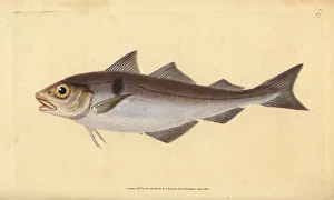Haddock, Melanogrammus aeglefinus. Vulnerable Haddock, Melanogrammus aeglefinus. Vulnerable