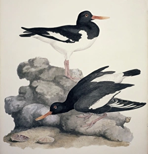 Haematopus ostralegus, Eurasian oystercatcher Haematopus ostralegus, Eurasian oystercatcher