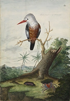Halcyon leucocephala, grey-headed kingfisher Halcyon leucocephala, grey-headed kingfisher