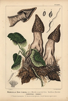 Half-free morel, Morchella semi-libera, Mitrophora Half-free morel, Morchella semi-libera, Mitrophora