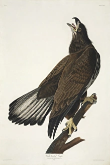 Haliaeetus leucocephalus, bald eagle Haliaeetus leucocephalus, bald eagle
