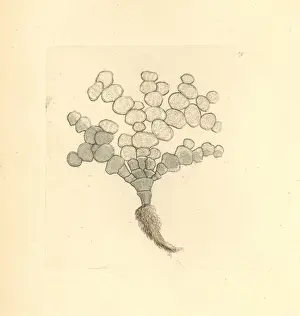 Natural History Engravings Prints: Halimeda tuna algae