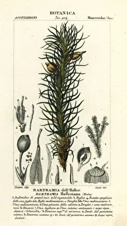 Haller's apple moss, Bartramia halleriana Haller's apple moss, Bartramia halleriana