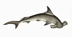 Victorian Marine Life Prints: Hammerhead Shark