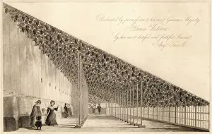 Prints of Hampton Court: the great vine, planted in 1768 Hampton Court Palace Prints: Hampton Court Print: The Great Vine