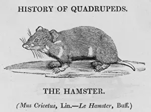 British Wildlife Images Online Prints: Hamster (Bewick)