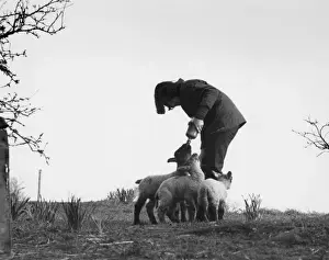 Britain Farming History Prints: Hand-Reared Lambs