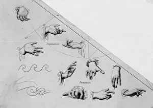 19th Century Hands Print: Various Gestures and Positions