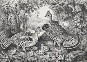 The happy family: ruffed grouse and young The happy family: ruffed grouse and young