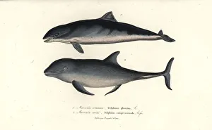 Harbour porpoise and common bottlenose dolphin Harbour porpoise and common bottlenose dolphin