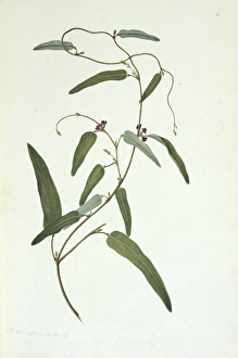 Hardenbergia violacea, purple coral pea Hardenbergia violacea, purple coral pea