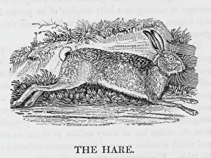 British Wildlife Images Prints: Hare (Bewick)