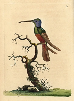Harlequin hummingbird, Trochilus multicolor Harlequin hummingbird, Trochilus multicolor