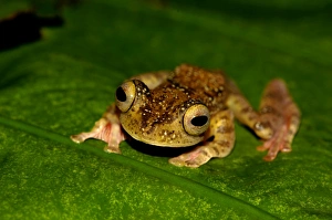 A Harlequin Tree Frog climbs up a leaf of a ginger-plant A Harlequin Tree Frog climbs up a leaf of a ginger-plant