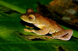 A Harlequin Tree Frog on a leaf of a ginger-plant A Harlequin Tree Frog on a leaf of a ginger-plant